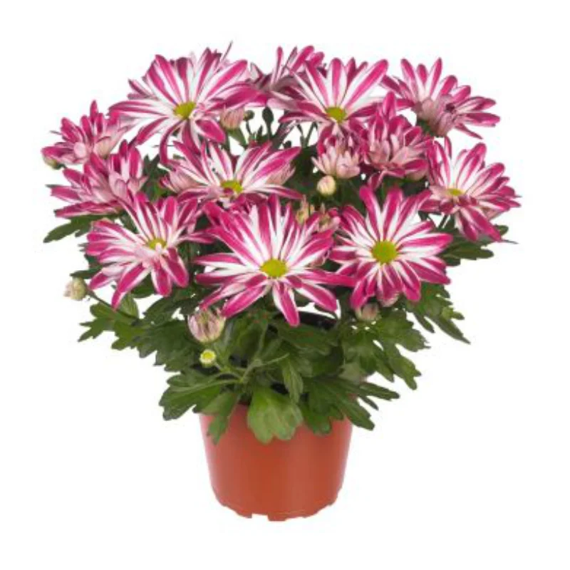 royal-pink-1 Crizanteme Timpurii- Royal Pink - La Ghiveci - Inaltime 30 - 40 cm 1
