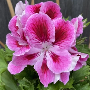 Mușcată englezească - Belvedere - Ghiveci 12 cm - Înălțime 30 - 40 cm 2