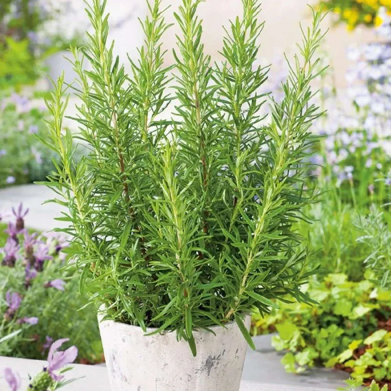 rozmarin Rozmarin - La Ghiveci - Inaltime 20 - 30 cm 1