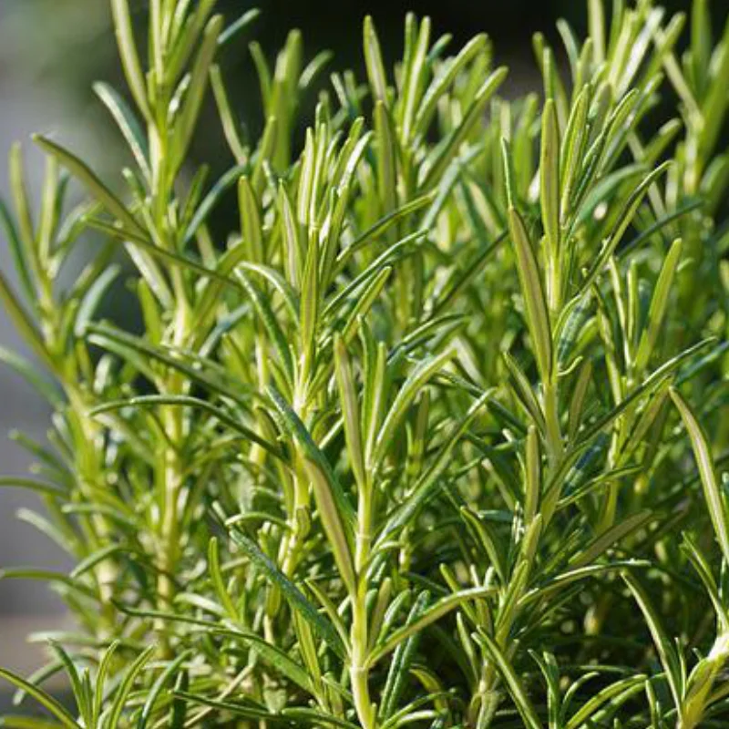 Rozmarin - La Ghiveci - Inaltime 20 - 30 cm 2