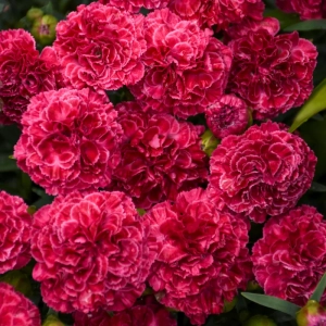 Garofițe Duble Parfumate - Raspberry Ruffles - Ghiveci 1 L - Înălțime 20 - 30 cm 2