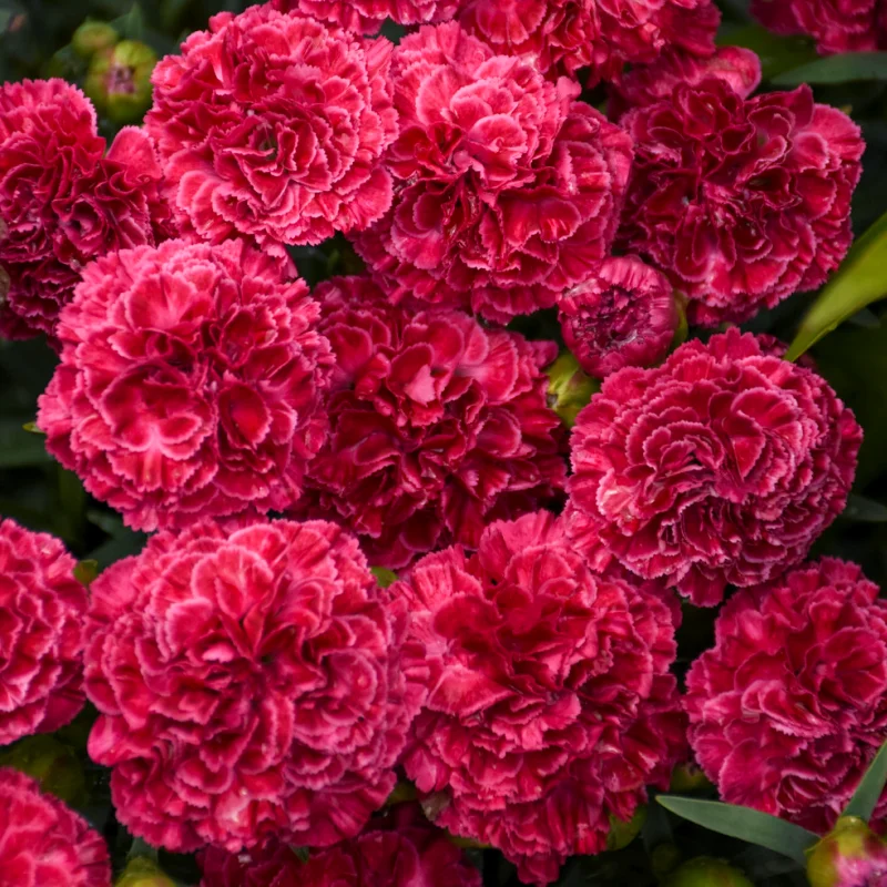 Garofițe Duble Parfumate - Raspberry Ruffles - Ghiveci 1 L - Înălțime 20 - 30 cm 2