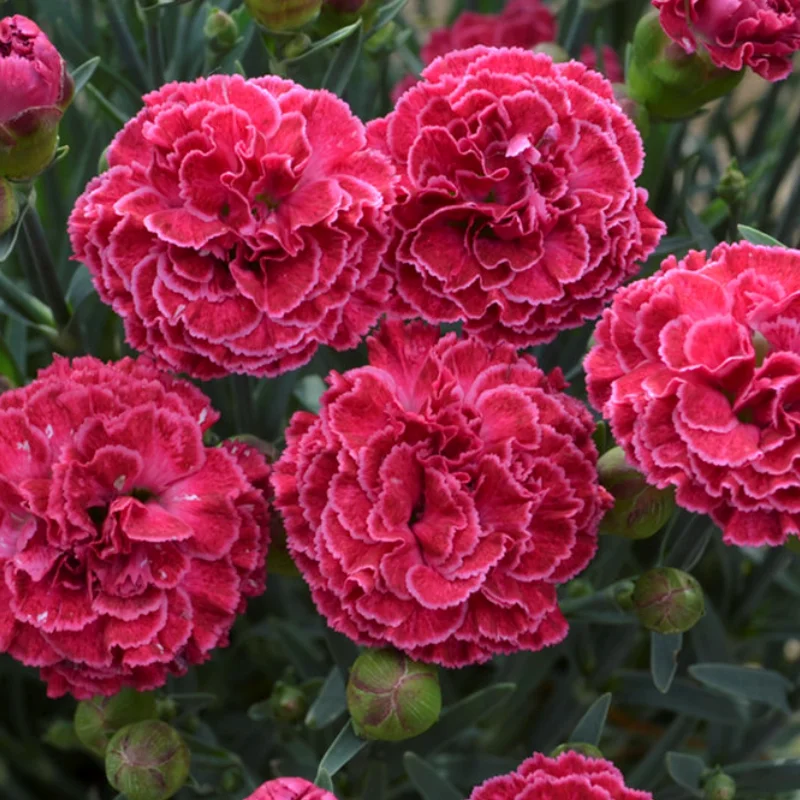 Garofițe Duble Parfumate - Raspberry Ruffles - Ghiveci 1 L - Înălțime 20 - 30 cm 3