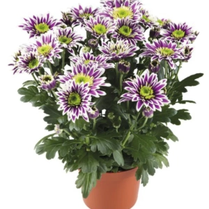 Crizanteme Timpurii - Saba - La Ghiveci - Inaltime 30 - 40 cm 1