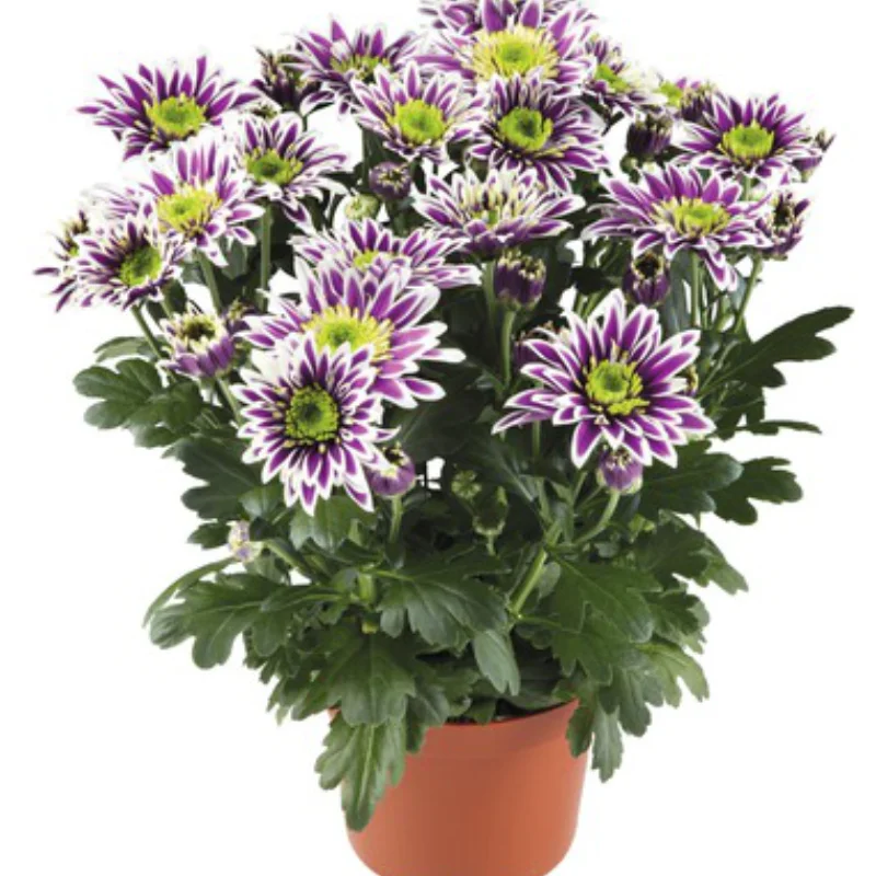 saba Crizanteme Timpurii - Saba - La Ghiveci - Inaltime 30 - 40 cm 1