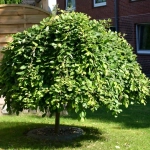 Salix Caprea la Ghiveci 5L - Inaltime 140 - 160 cm 1