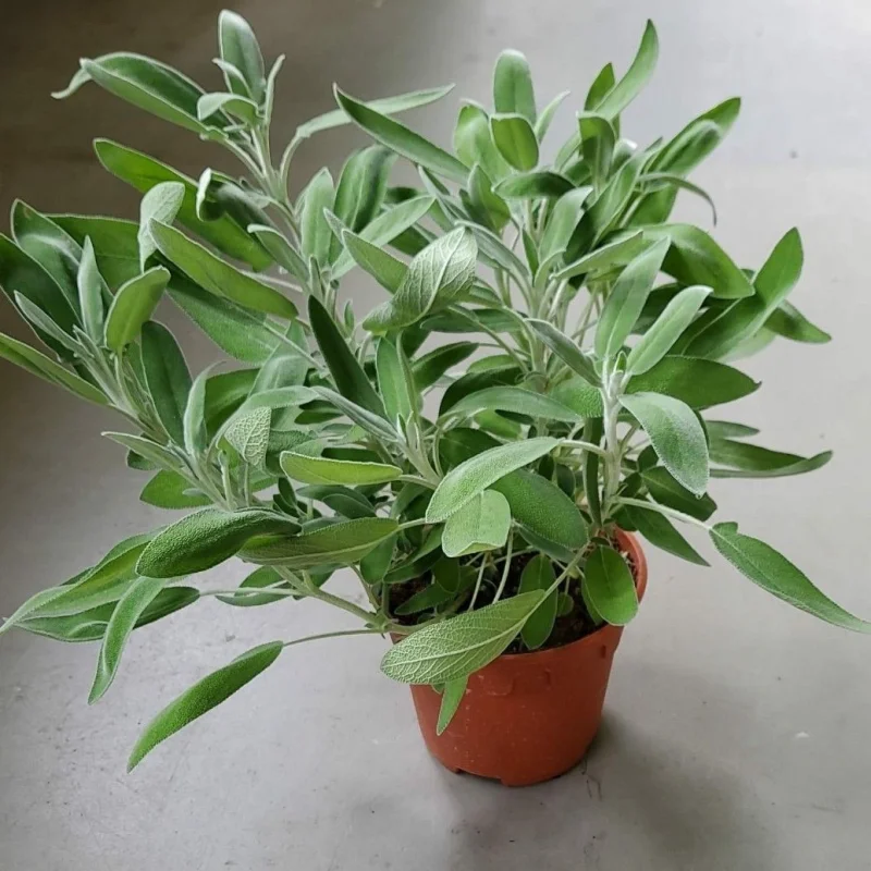 salvie Salvie - La ghiveci - Inaltime 20 - 30 cm 1