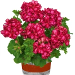 Mușcată Semicurgătoare - Pink Kantua - Ghiveci 12 cm - Înălțime 40 - 50 cm 1