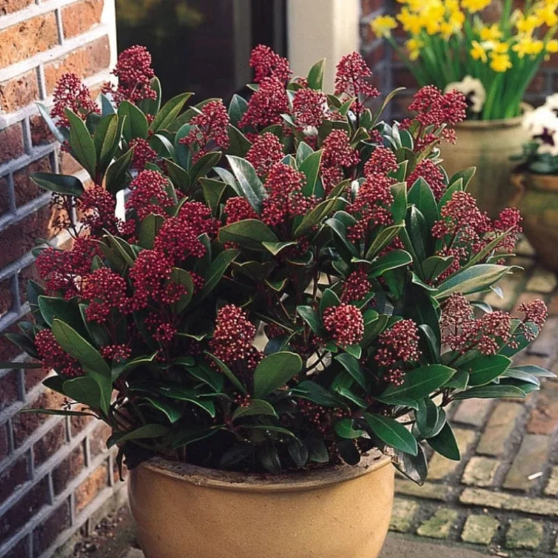 Liliac Japonez - Skimmia Japonica Red - Ghiveci 5 l - Inaltime 60 - 70 cm 1