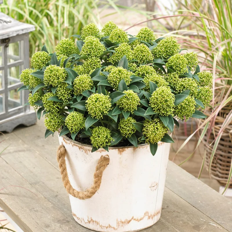 Liliac Japonez - Skimmia Japonica White - Ghiveci 5 l - Inaltime 60 - 70 cm 1