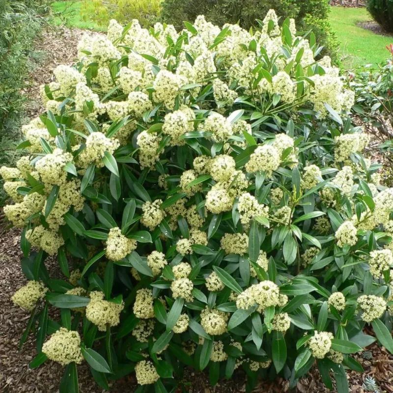 Liliac Japonez - Skimmia Japonica White - Ghiveci 5 l - Inaltime 60 - 70 cm 2
