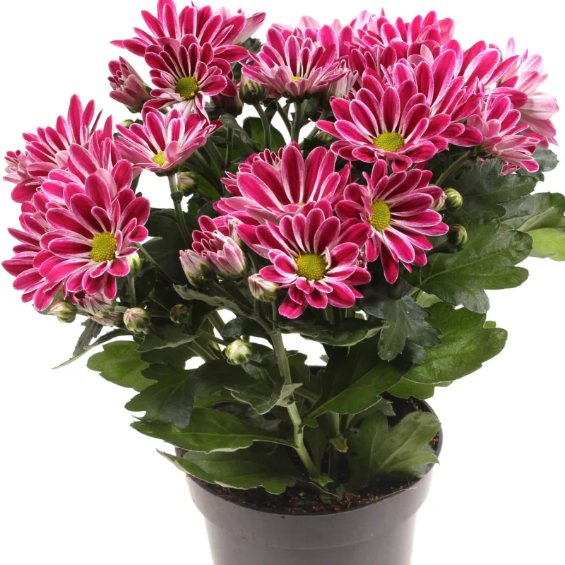 Crizanteme Timpurii - Sonja - La Ghiveci - Inaltime 30 - 40 cm 1