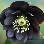 Spanz (Helleborus) Black 1