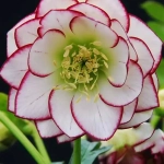 Spanz (Helleborus) Fire and Ice 1