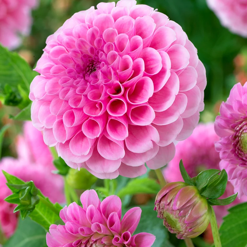 stolz-von-berln Rizomi de Dalie Stolze von Berlin 1