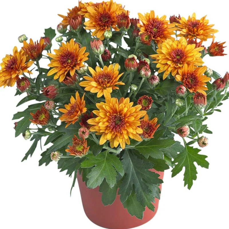 Crizanteme Timpurii - Sun - La Ghiveci - Inaltime 30 - 40 cm 1