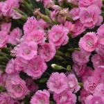 Garofițe Duble Parfumate - Sweetie Pie - Ghiveci 1 L - Înălțime 20 - 30 cm 1