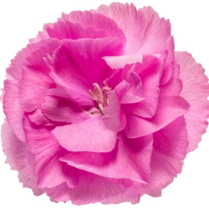 Garofițe Duble Parfumate - Sweetie Pie - Ghiveci 1 L - Înălțime 20 - 30 cm 2