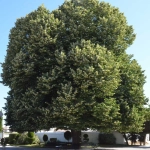 Tei Argintiu - Tilia Tomentosa - Inaltime 100 - 120 cm cu Radacina Impachetata 1