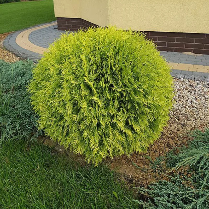 thuja-occidentalis-golden-glob Tuia Occidentalis - Golden Globe - Ghiveci 2 L - Diametru 40 cm 1