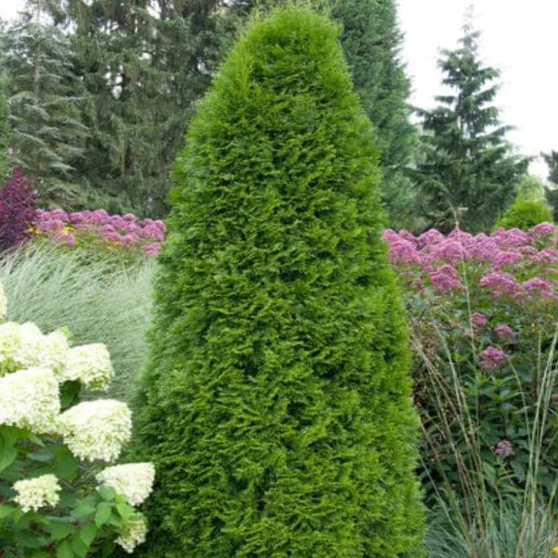 thuja-occidentalis-smaragd Tuia Occidentalis - Smaragd - Ghiveci 2 L - Inaltime 50 - 60 cm 1