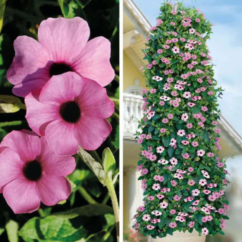 thunbergia-roz Thunbergia Alata - Pink - Ghiveci 3 l - Inaltime 60 - 80 cm 1