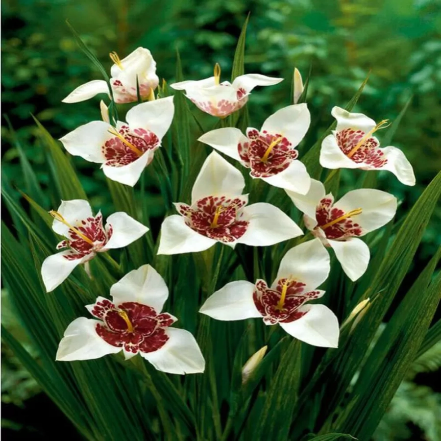 Bulbi de Tigridia Pavonia Alba 1