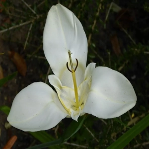 Bulbi de Tigridia Alba Imaculata 1