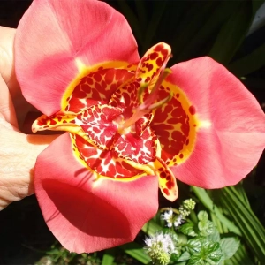 Bulbi de Tigridia Lilacea 1