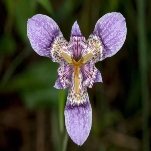 Bulbi de Tigridia Matudae 1