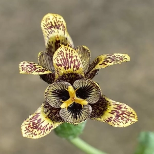 Bulbi de Tigridia Moon 1