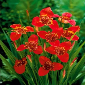 Bulbi de Tigridia Pavonia Red 1