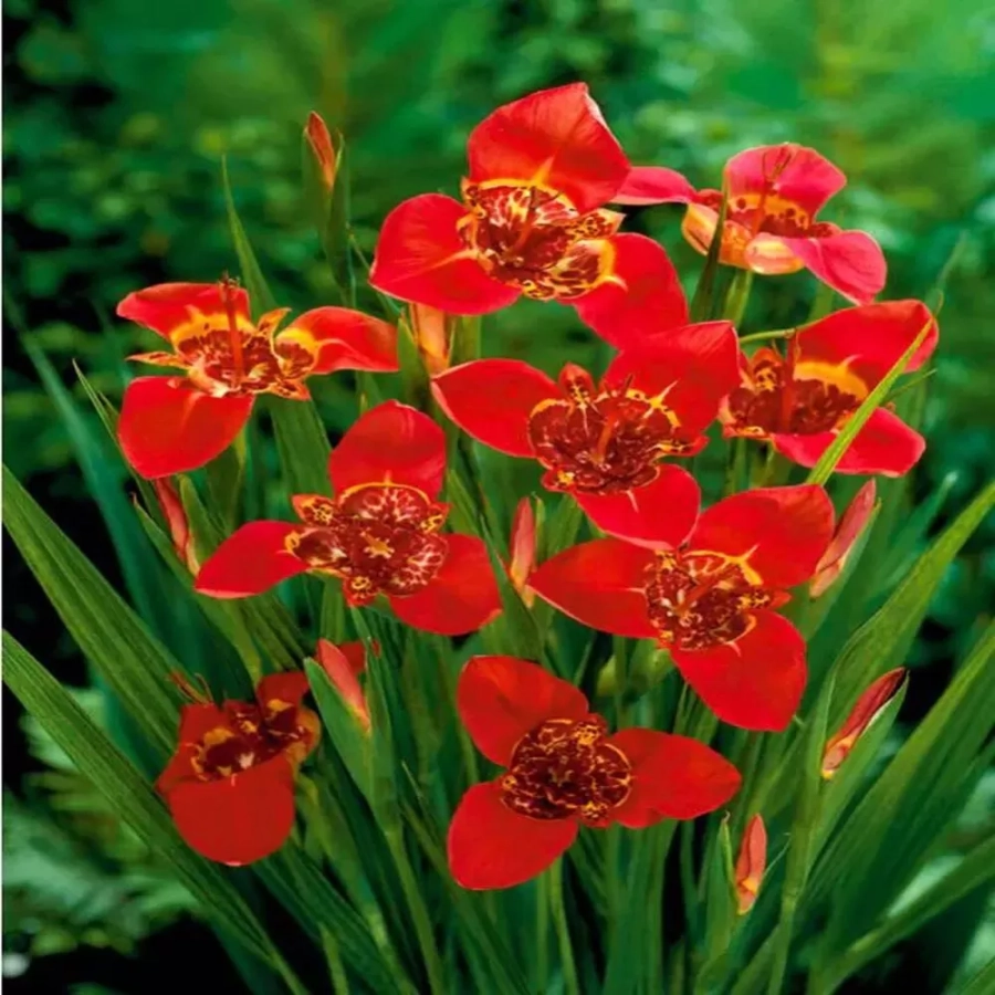 tirgidia-pavonia-red Bulbi de Tigridia Pavonia Red 1