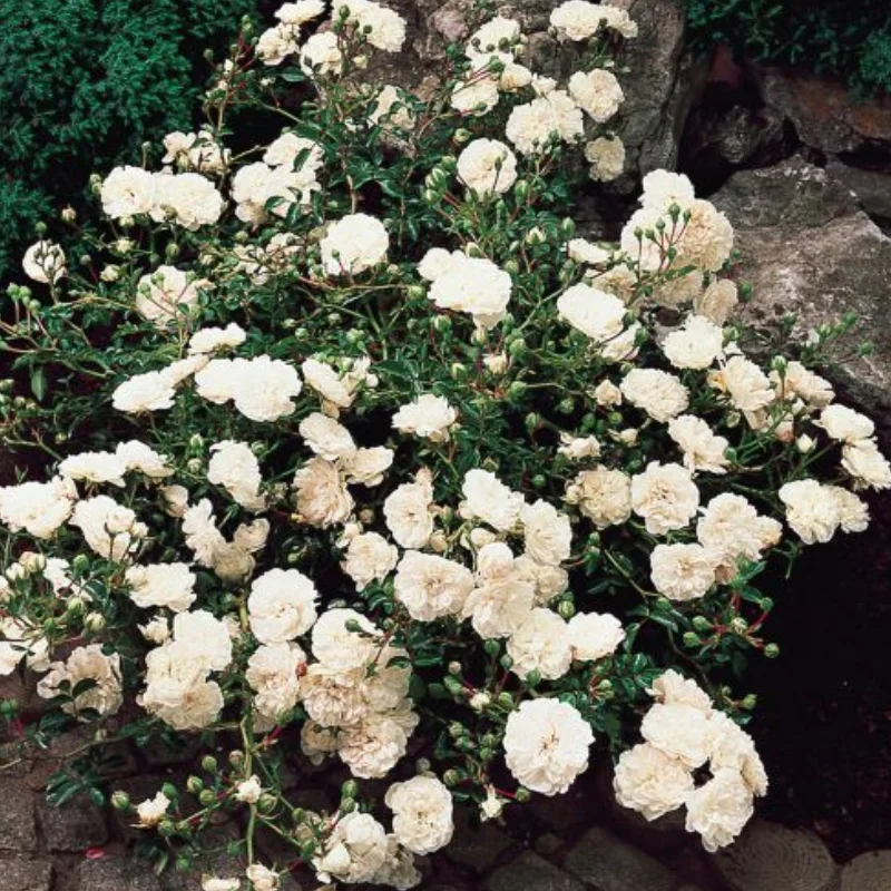 Trandafir Târâtor Alb - Ghiveci 3L - Anul 3 1