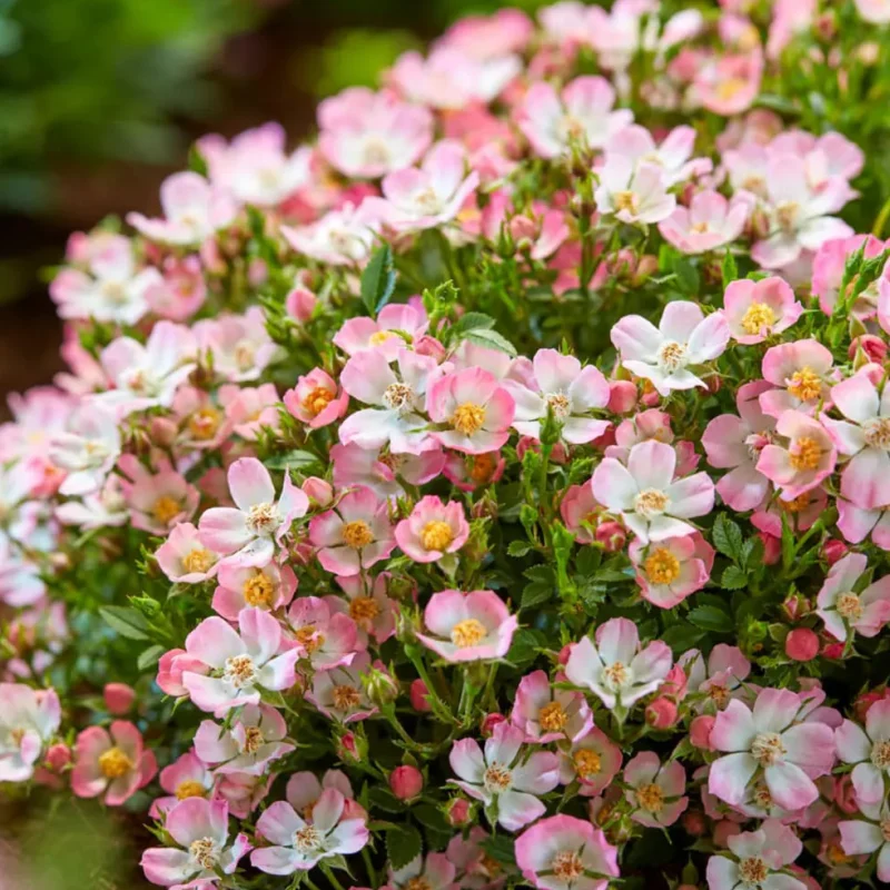 Trandafir Târâtor - Cutie Pie - Ghiveci 3L - Anul 3 2