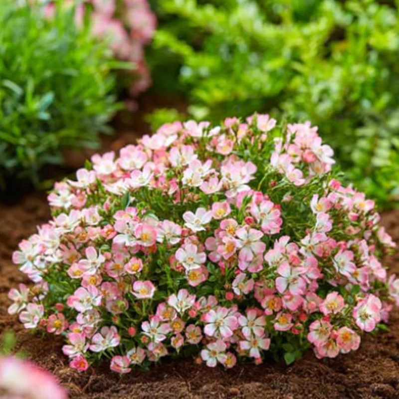 tr-cutie-pie Trandafir Târâtor - Cutie Pie - Ghiveci 3L - Anul 3 1