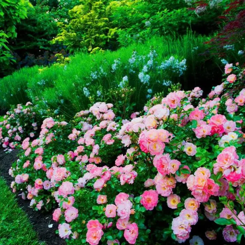 Trandafir Târâtor - Multicolor - Ghiveci 3L - Anul 3 1