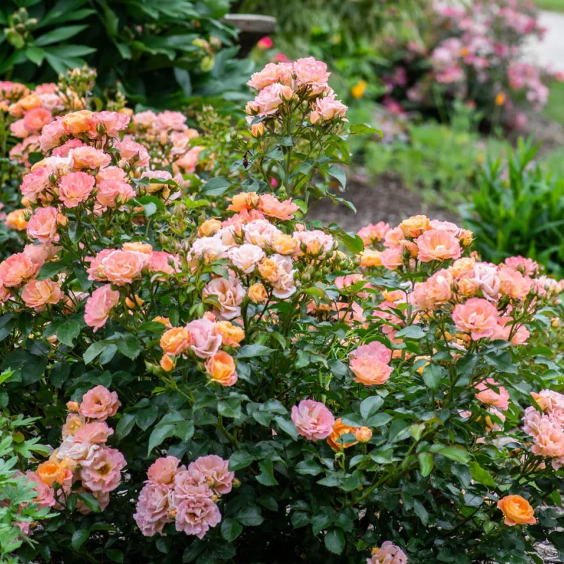 Trandafir Târâtor - Peach - Ghiveci 3L - Anul 3 1