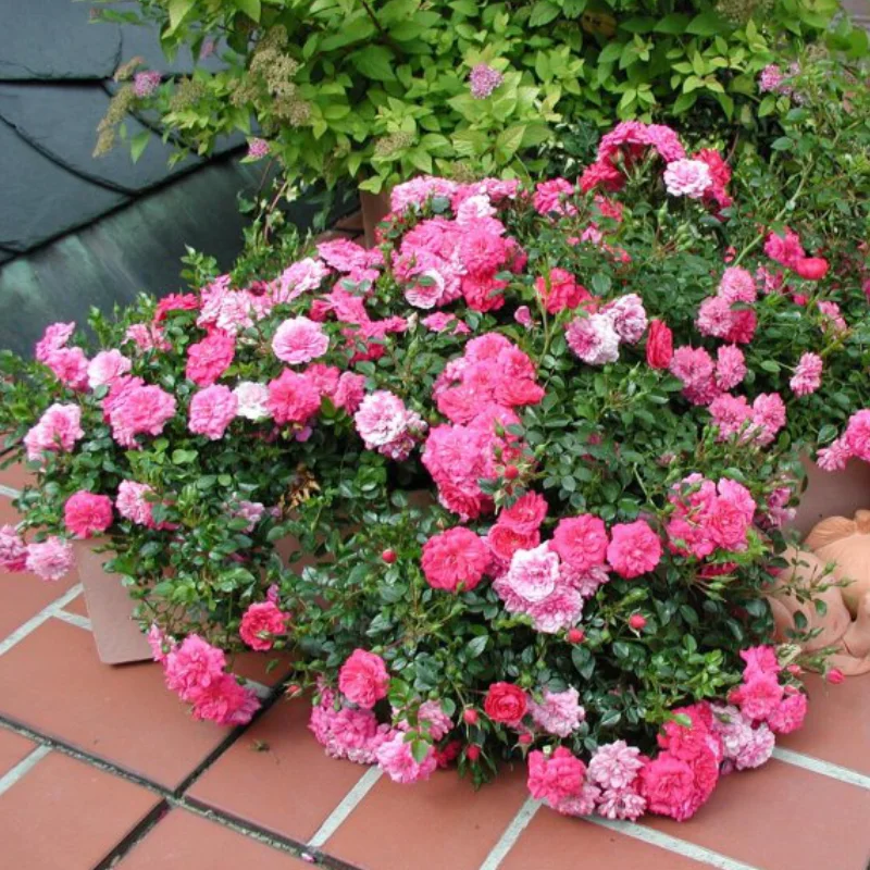 Trandafir Târâtor - Roz - Alb - Ghiveci 3L - Anul 3 1