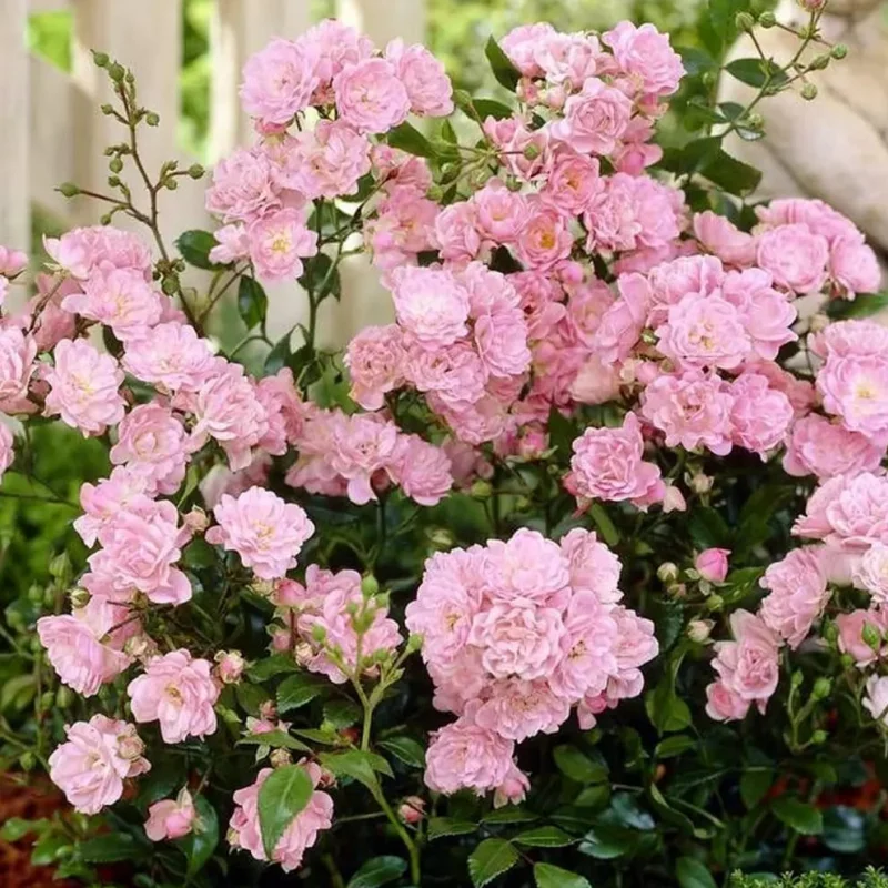 tr-roz Trandafir Târâtor Roz - Ghiveci 3L - Anul 3 1