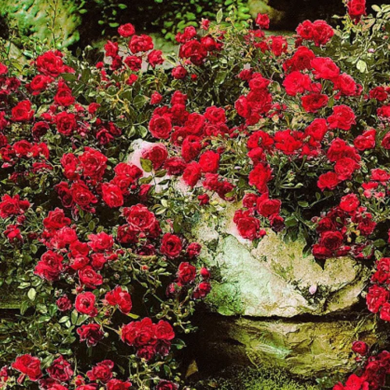 tr-tarator-rosu Trandafir Târâtor Roșu - Ghiveci 3L - Anul 3 1