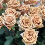 Trandafir Catarator Maro - Toffe - Ghiveci 4 L - Anul 4 1