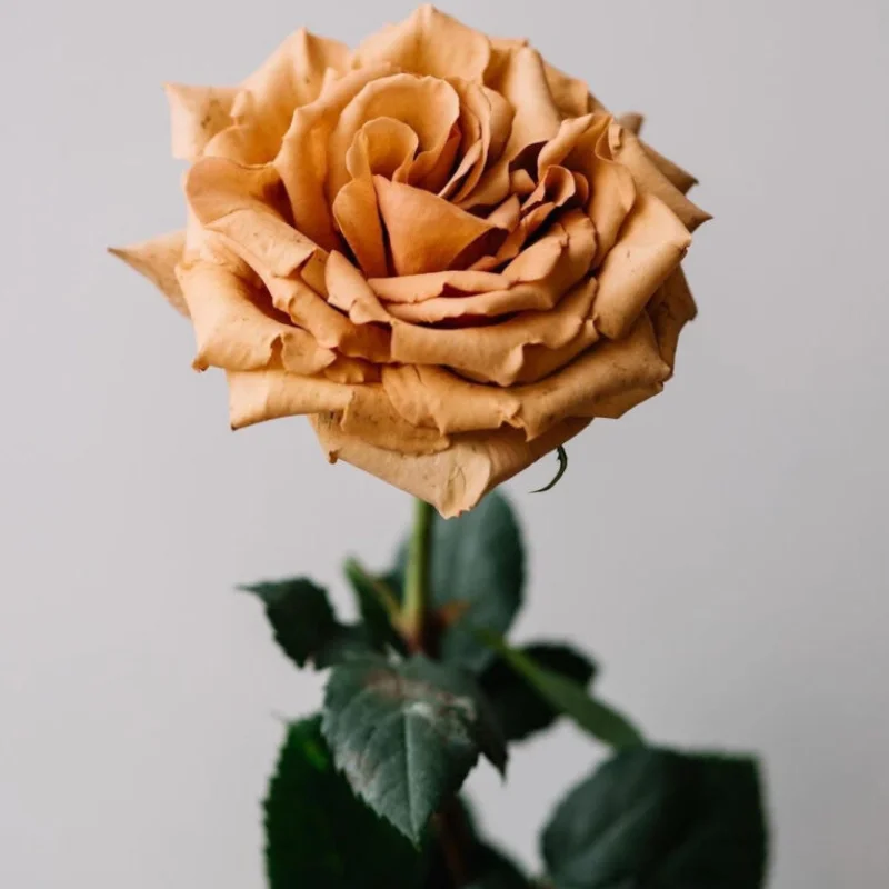 Trandafir Catarator Maro - Toffe - Ghiveci 4 L - Anul 4 2