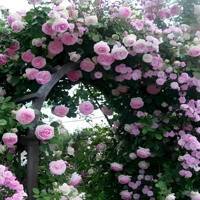 Trandafir urcator Eden Rose la Ghiveci 3L - anul 3 1