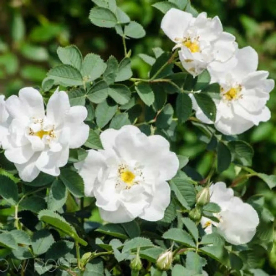 trandafir-de-dulceata-alba Trandafir de Dulceata Alba la Ghiveci 3L - anul 3 1