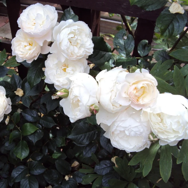 Trandafir urcator Desdemona la Ghiveci 3L - anul 3 1