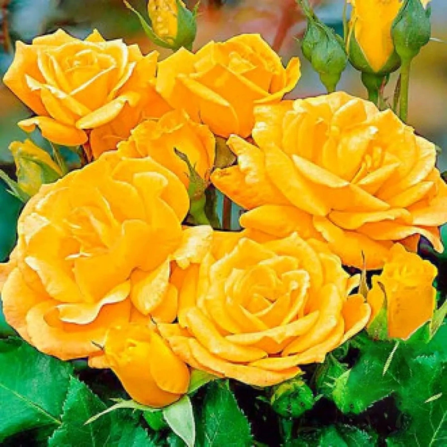 trandafir-floribunda-arthur-bell Trandafir Floribunda Arthur Bell la Ghiveci 3L - anul 3 1