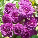 Trandafir Floribunda Blue Violet la Ghiveci 3L - anul 3 1