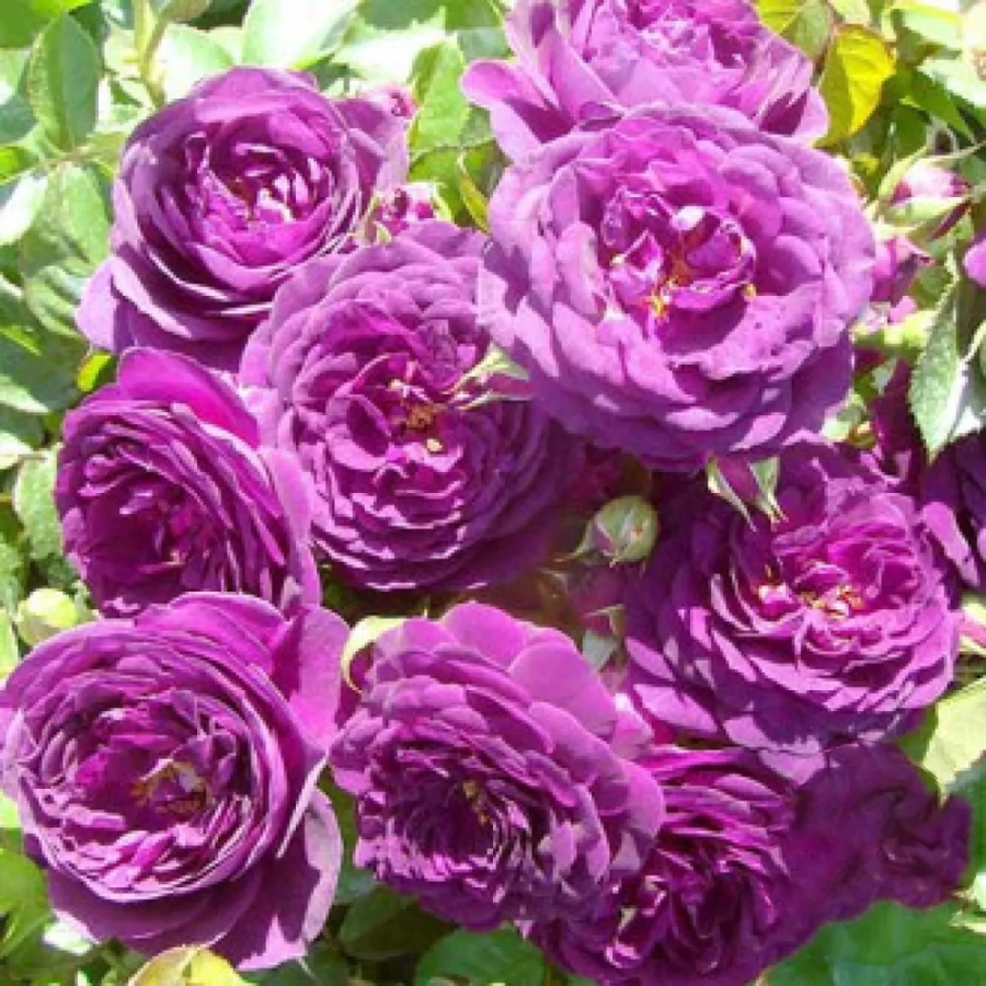 Trandafir Floribunda Blue Violet la Ghiveci 3L - anul 3 1