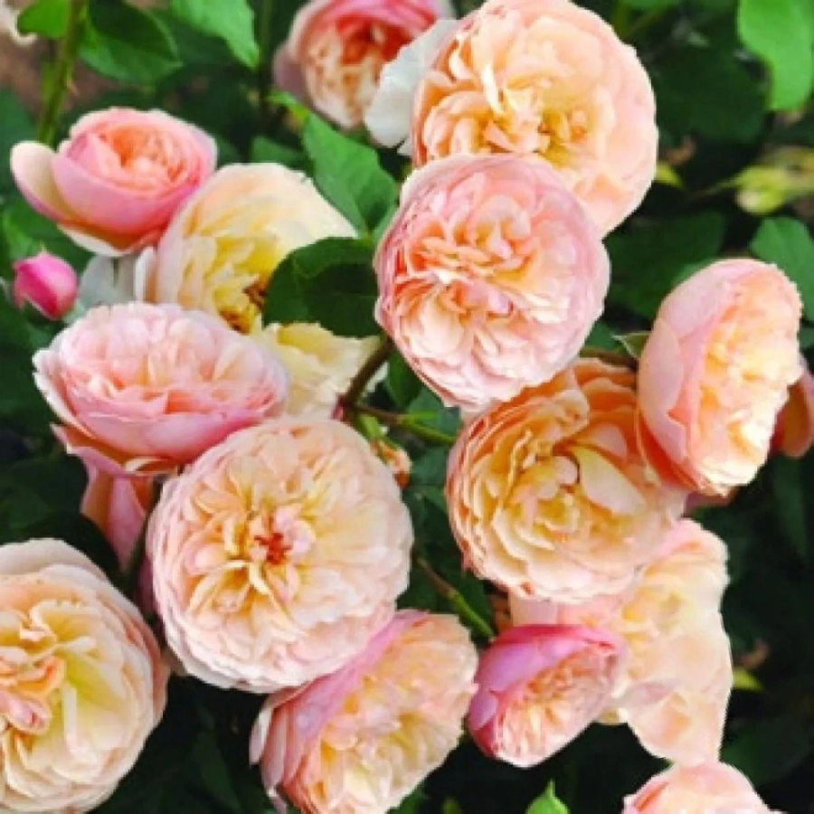 Trandafir Floribunda Eveline Wild la Ghiveci 3L - anul 3 1